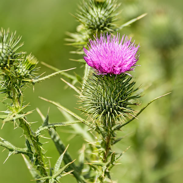 Milk_Thistle Milk thistle